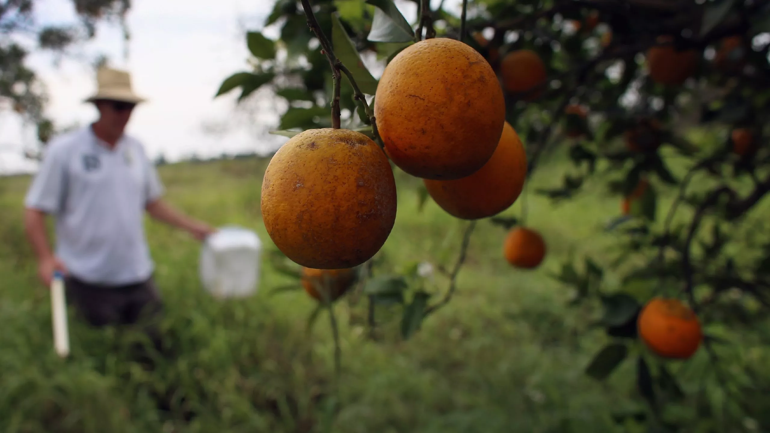 Gents fonds neemt hap van Spaans citrusfruit